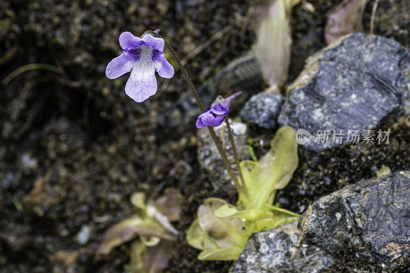 Pinguicula macroceras，加利福尼亚butterwort或角butterwort，是一种多年生肉食性草本植物，原产于北美太平洋海岸，杰迪戴亚史密斯红木州立公园;